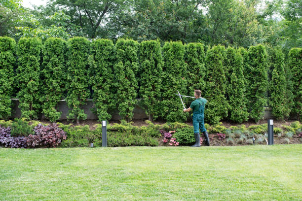 Best Tree Trimming and Pruning  in Little Falls, MN