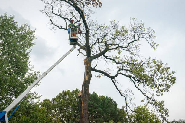 Best Aeration Services  in Little Falls, MN