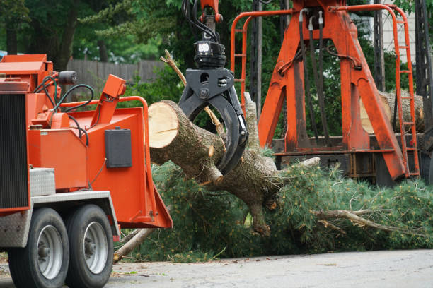 Best Storm Damage Tree Cleanup  in Little Falls, MN