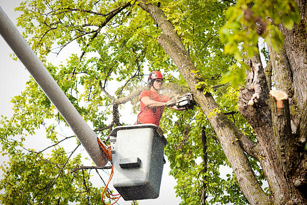Best Tree Disease Treatment  in Little Falls, MN