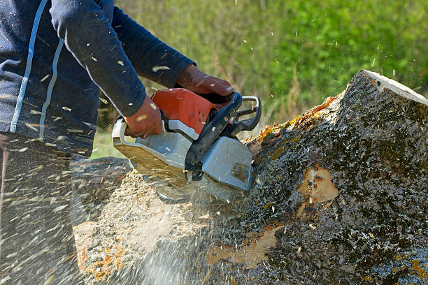 Best Lawn Disease Treatment  in Little Falls, MN