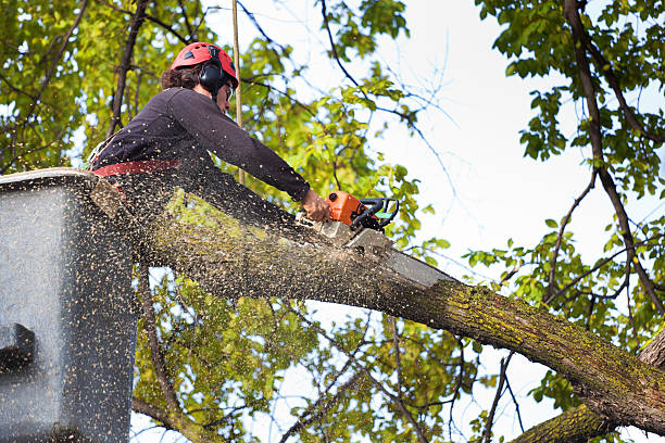 Lawn Maintenance Plans in Little Falls, MN